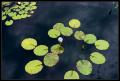 CRW_8497 Water Lily